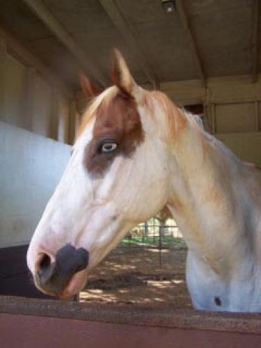 Tête d'uin cheval au dessus de la porte du box
