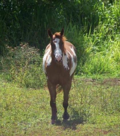 Paint horse au champ