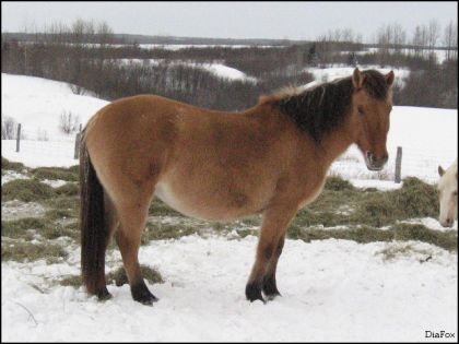 Notre belle Mia ( Croisée Fjord Norvégien X QuarterHorse)...