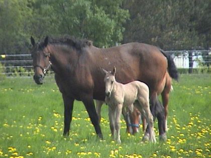 Voici Bohem et sa maman Lady