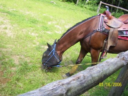 smart dans les trails de l`or jaune