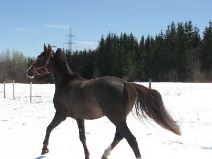 Un bon trot dans la neige.