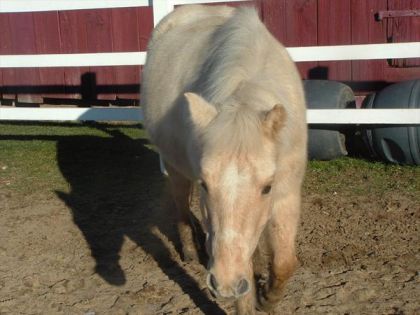 Reg le cheval que ma fille a mont&eacute;(que Laura a mont&eacute;)