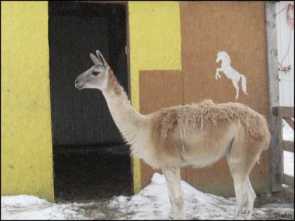 A cheval sur Poupounne...