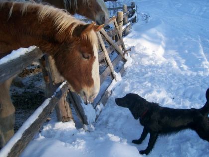 Laila ... la petite pouliche née par ma faute et ma bizoune éhéh