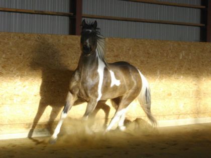 Seven 4 janv.2009