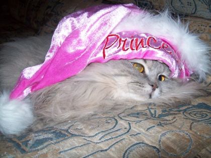 ma chatonne Lady kira de gael " joyeuses fêtes!"