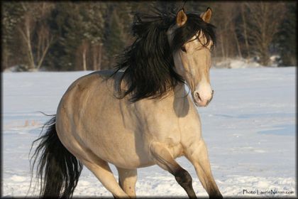 Une autre photo de la toute belle Solanna !