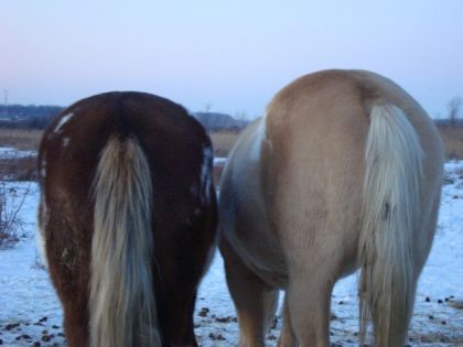 qui est la mere et qui est la fille!?  A) la palomino  B) la pie
