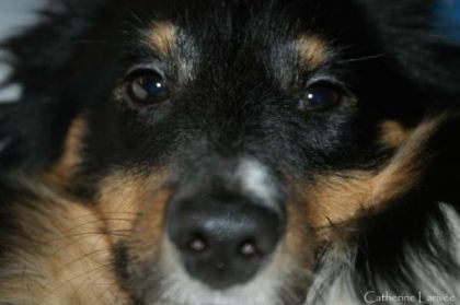 Gros plan sur la binette de mon chien...après s'être amusé dans...