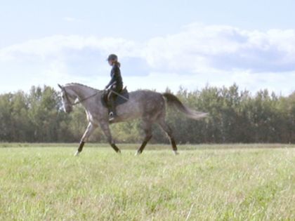 Merlin. Dressage