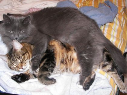 Mes 2 chats amoureux ^_^
