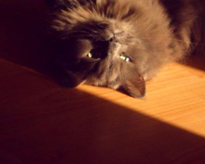 Mon matou Guizmo