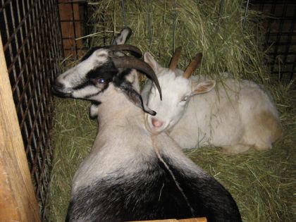 Repos bien mérité de jessie et bijou