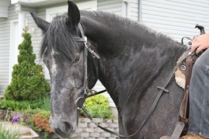 Percheron à la selle