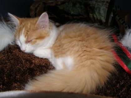 Mon chat aussi fait du cheval mais en dormant hihi...