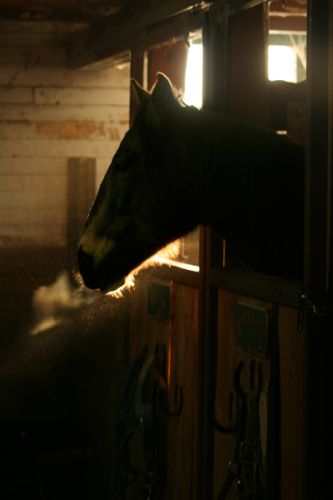 Diego qui regarde le festin tomber du fenil ! hummmmmmmm