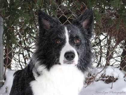 Binou ensevlis de neige