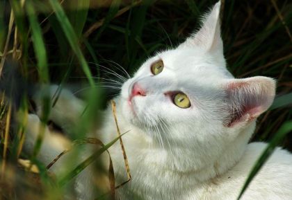 Sybérie qui joue dans les herbes
