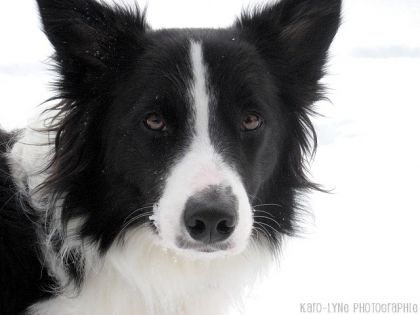 Binou dans la neige ^^