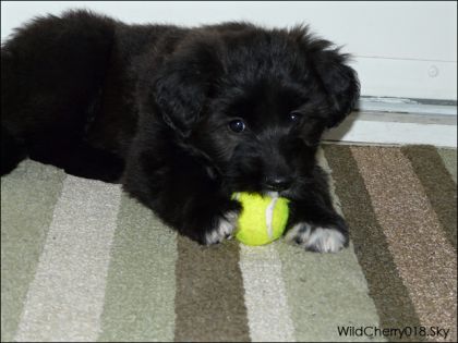 Mon nouveau p'tit chien Enzo ! Un berger anglais croisé de 2...