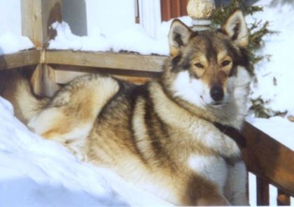 Tinook mon chien.  (photo qui date de quelque année)
