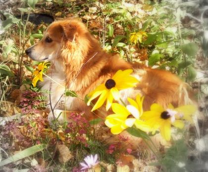 Mon chien Balou, dans les belles couleurs de l'automne...