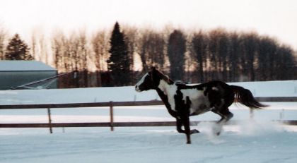 Encore mon bébé au galop!et oui il adore sa!