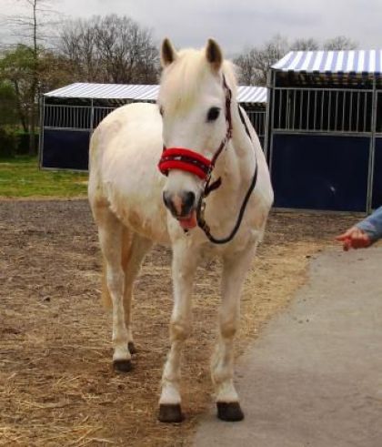 il s'appelle carrousel et s'est un poney d'amour j'ai fait mon...