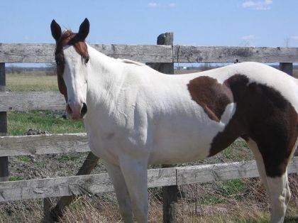 Lucky avec son beau poil d'ÉTÉ !!!