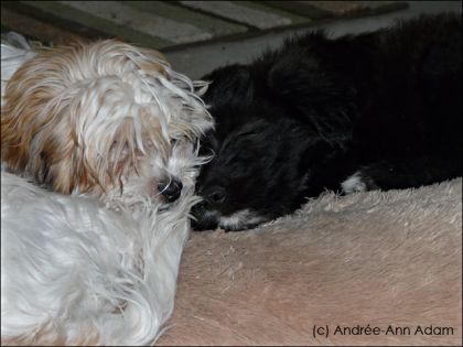 Mes deux chiens épuisés après une grosse scéance de jeu !