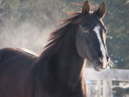 Le cheval de ma meilleur amie Black affaire avec mon nouvel...