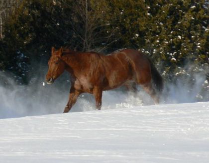 Ringo! trop beau ce poulain et tellement travaillant en plus!...