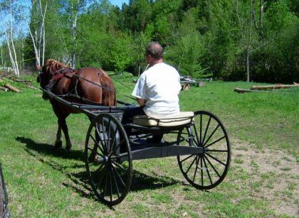 Cheval attelé sur voiture à 2 roues