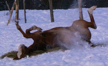 Une petite roulade dansla neige,quel bonheur!!