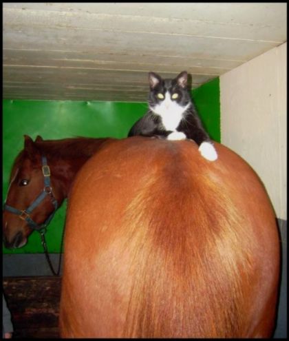 Voici où se couche mon gros minet quand il fait froid! Ça l'air...