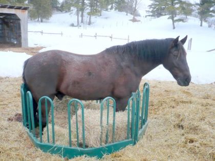 Un cheval de mon écurie qui voulait le foin pour lui tout seul!...
