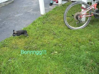 Fouky qui saute paRtout! Dans mon video il saute partout XD vrm...
