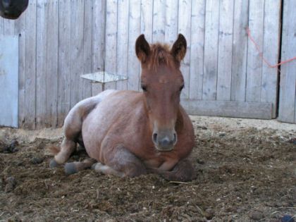 Jeune cheval couché au box