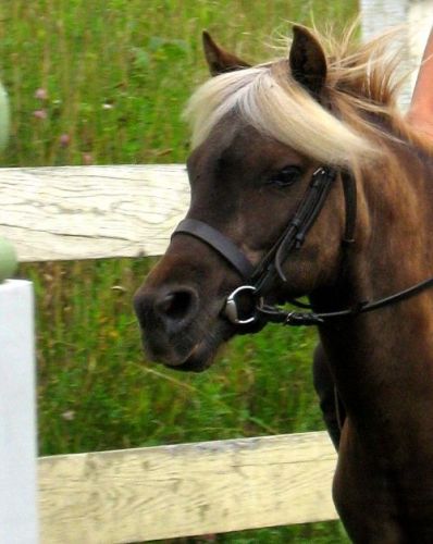 Caillou ! Poney trop Chouette !  :)