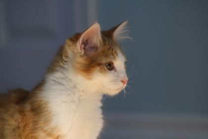 Petit Whisky dans un rayon de soleil!