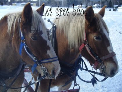 les beau belges!!!