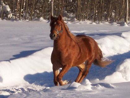 un petit galop dans le champ pour notre étalon mozart!