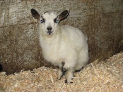 Voilà ! De la nouvelle compagnie!