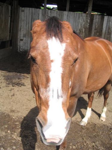Moi être à la place de l'autre cheval j'aurais compris la leçon...