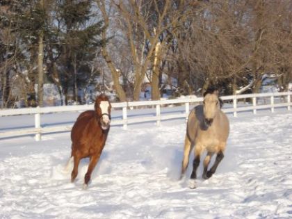 Milady et Dragoneer qui font la course
