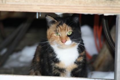 Belle minette de l,écurie...elle a tellement de beau yeux!