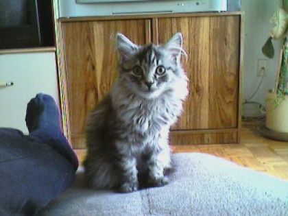 c mon petit chaton que jai perdu vla pas long!!! ma petite...