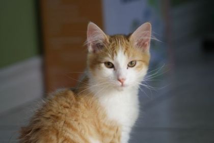 Mon petit Whisky...trop mignon!
