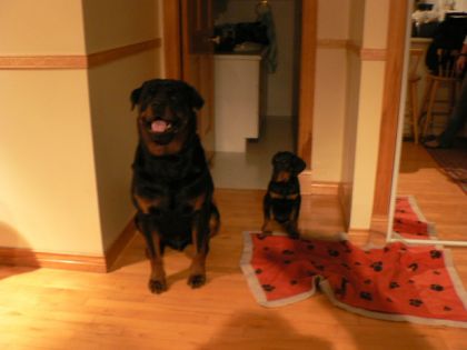 Mon chien et le petit dernier Darko (le gros c'est un rottweiler...